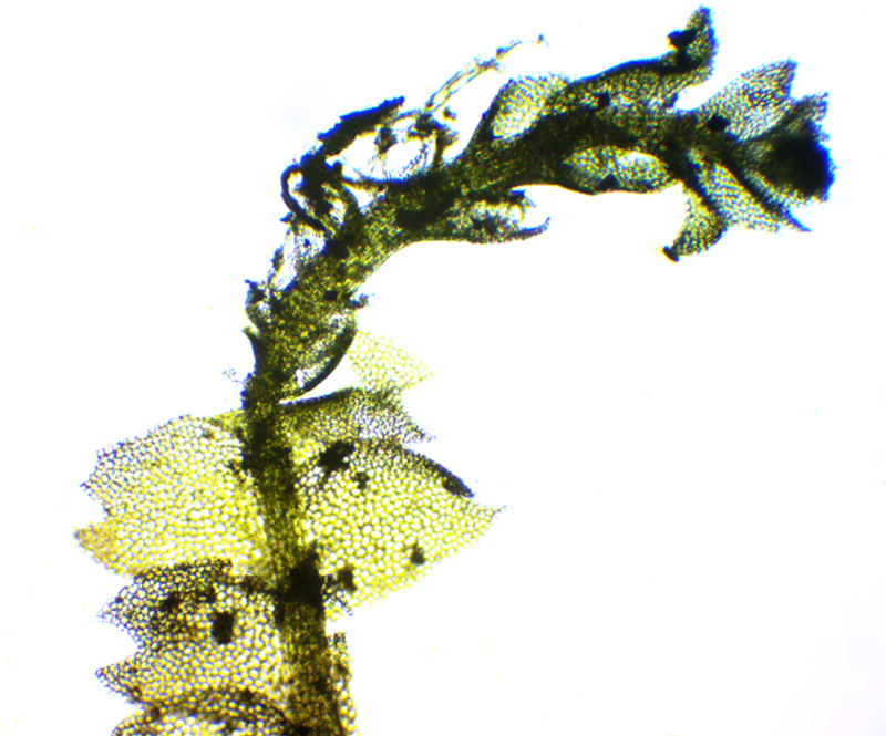 Harpanthus drummondii